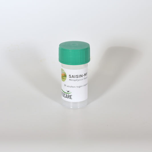 METAPHYCUS FLAVUS - 25