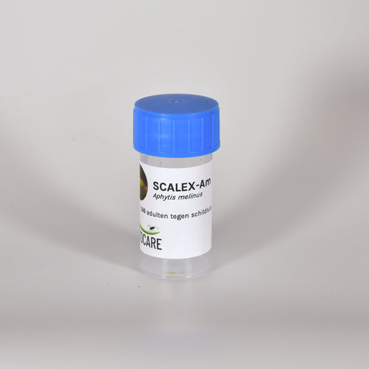 APHYTIS MELINUS - 100