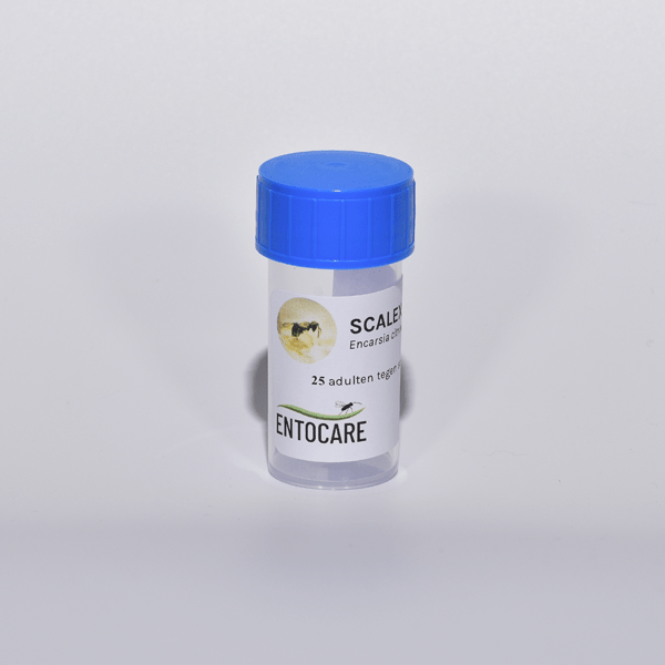 ENCARSIA CITRINA - 25