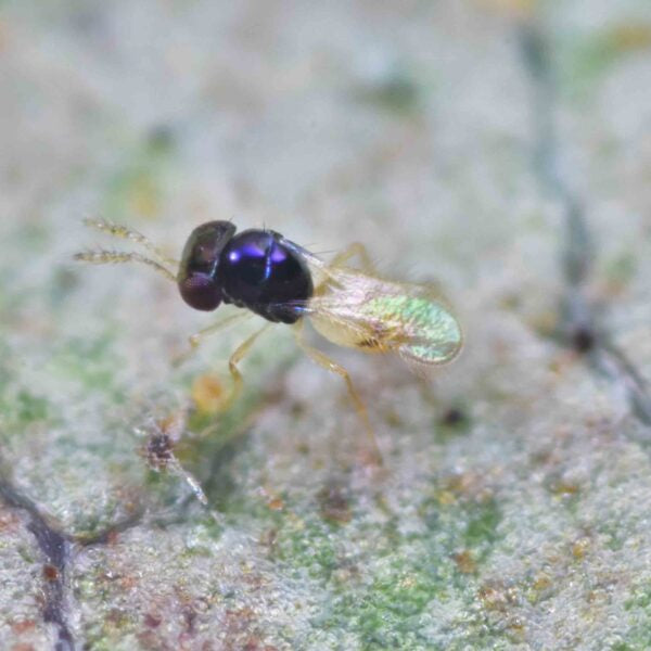 THRIPOCTENUS JAVAE - 25