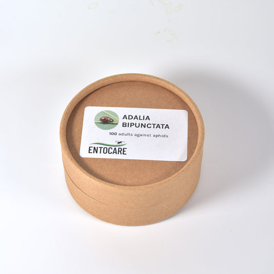 adalia-lieveheersbeestjes-100