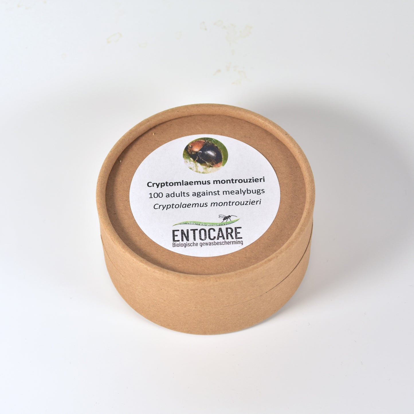 CRYPTOLAEMUS MONTROUZIERI adults - 100