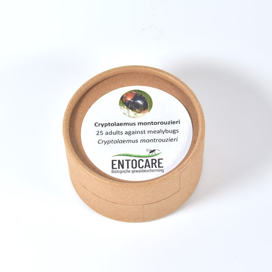 CRYPTOLAEMUS MONTROUZIERI adults - 25