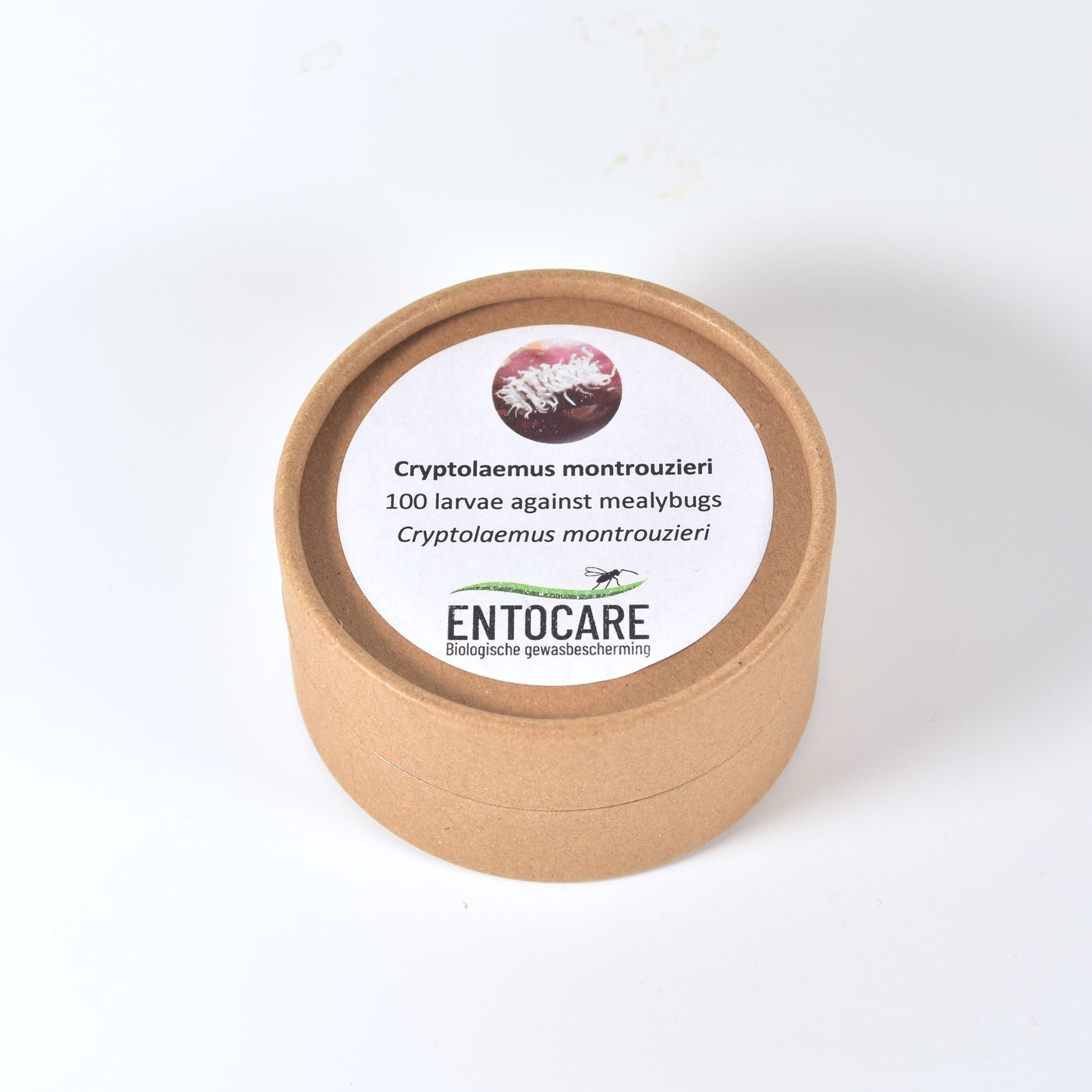 CRYPTOLAEMUS MONTROUZIERI larvae - 100