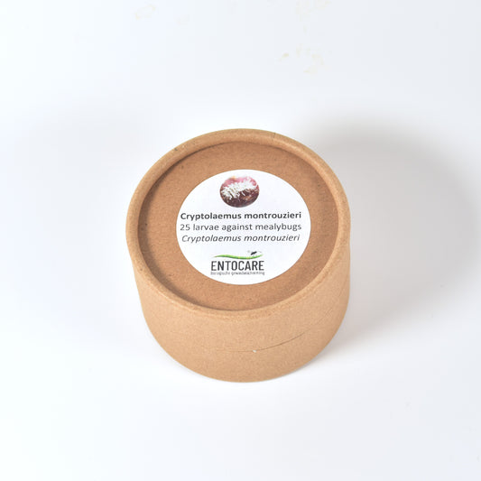 CRYPTOLAEMUS MONTROUZIERI larvae - 25