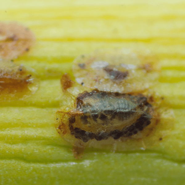 METAPHYCUS FLAVUS - 25