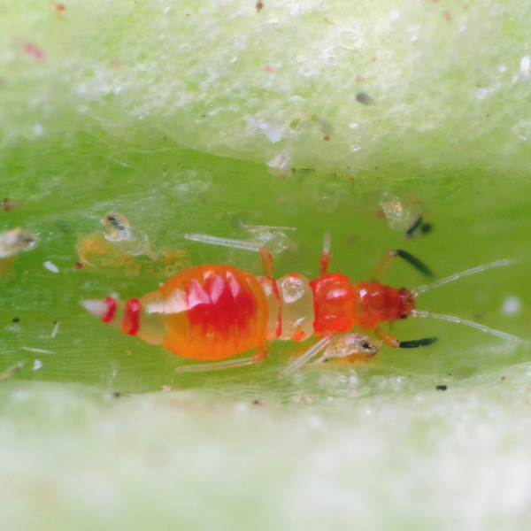 FRANKLINOTHRIPS VESPIFORMIS - 250