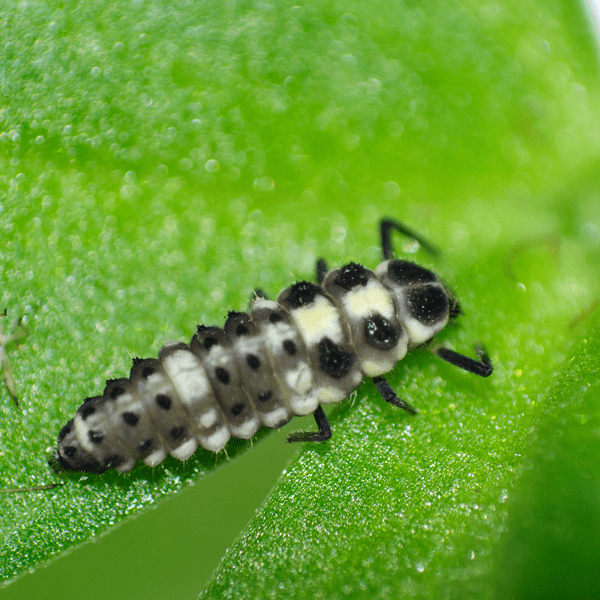 propylea-lieveheersbeestjes-100