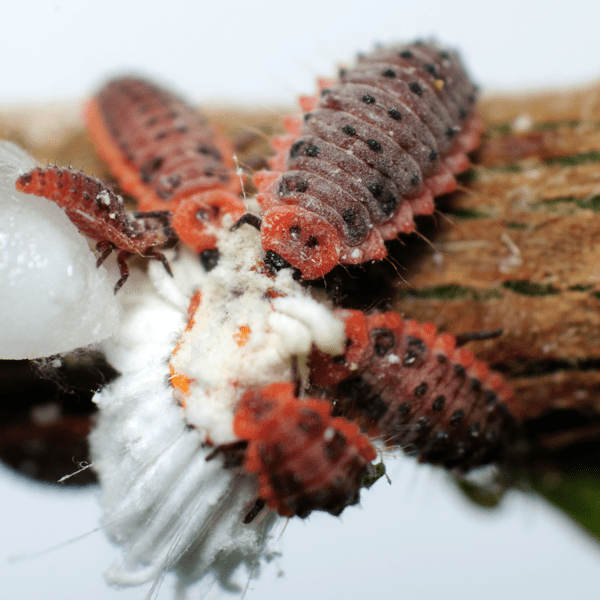 RODOLIA CARDINALIS - 25