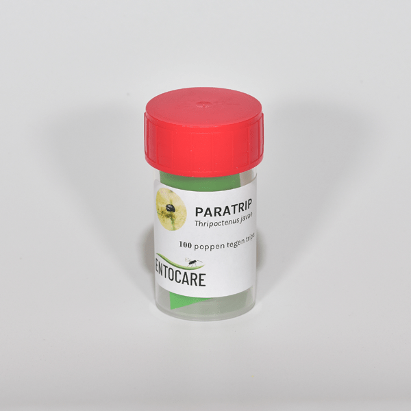 THRIPOCTENUS JAVAE - 25