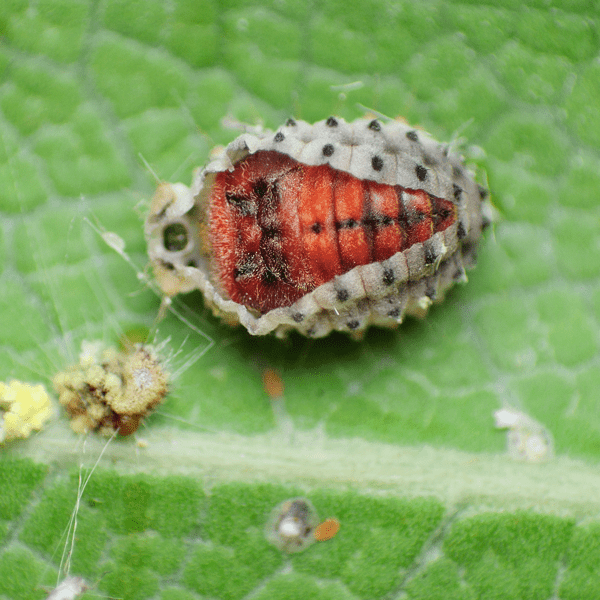 RODOLIA CARDINALIS - 10