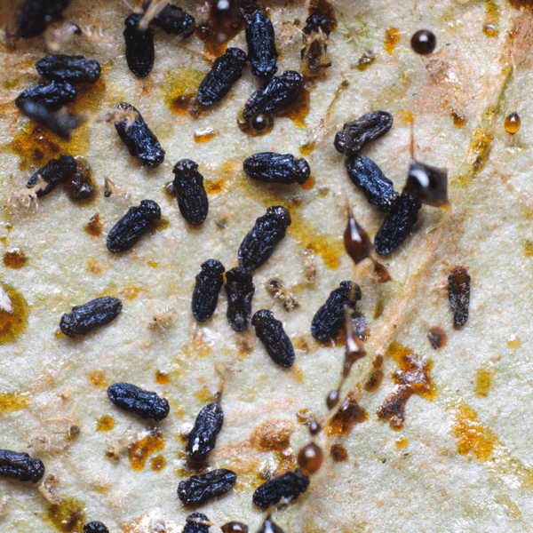 THRIPOCTENUS JAVAE - 25