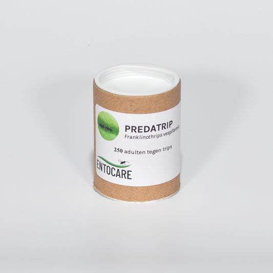 FRANKLINOTHRIPS VESPIFORMIS - 250