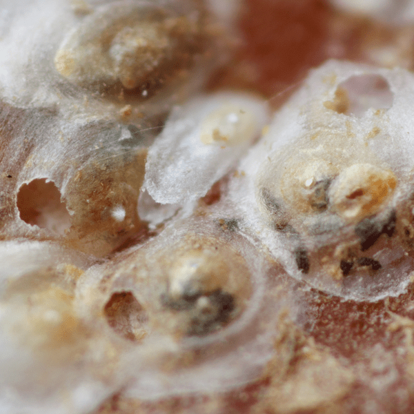 APHYTIS MELINUS - 25