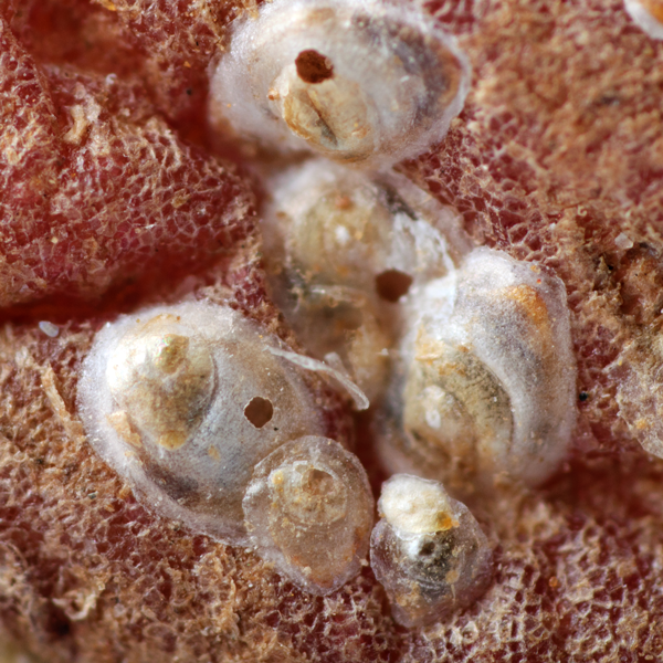 ENCARSIA CITRINA - 25