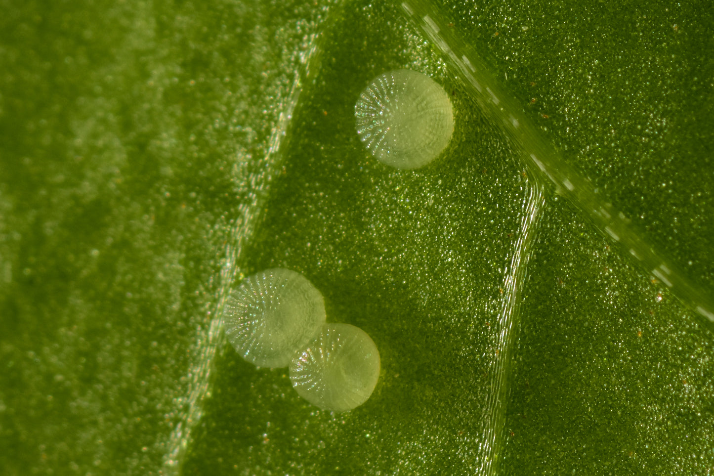 TOMATO LOOPER eggs - 500