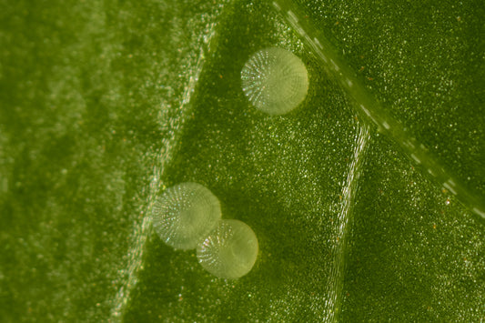 TOMATO LOOPER eggs - 500