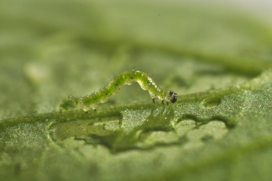 TOMATO LOOPER caterpillar L1/L2 - 250