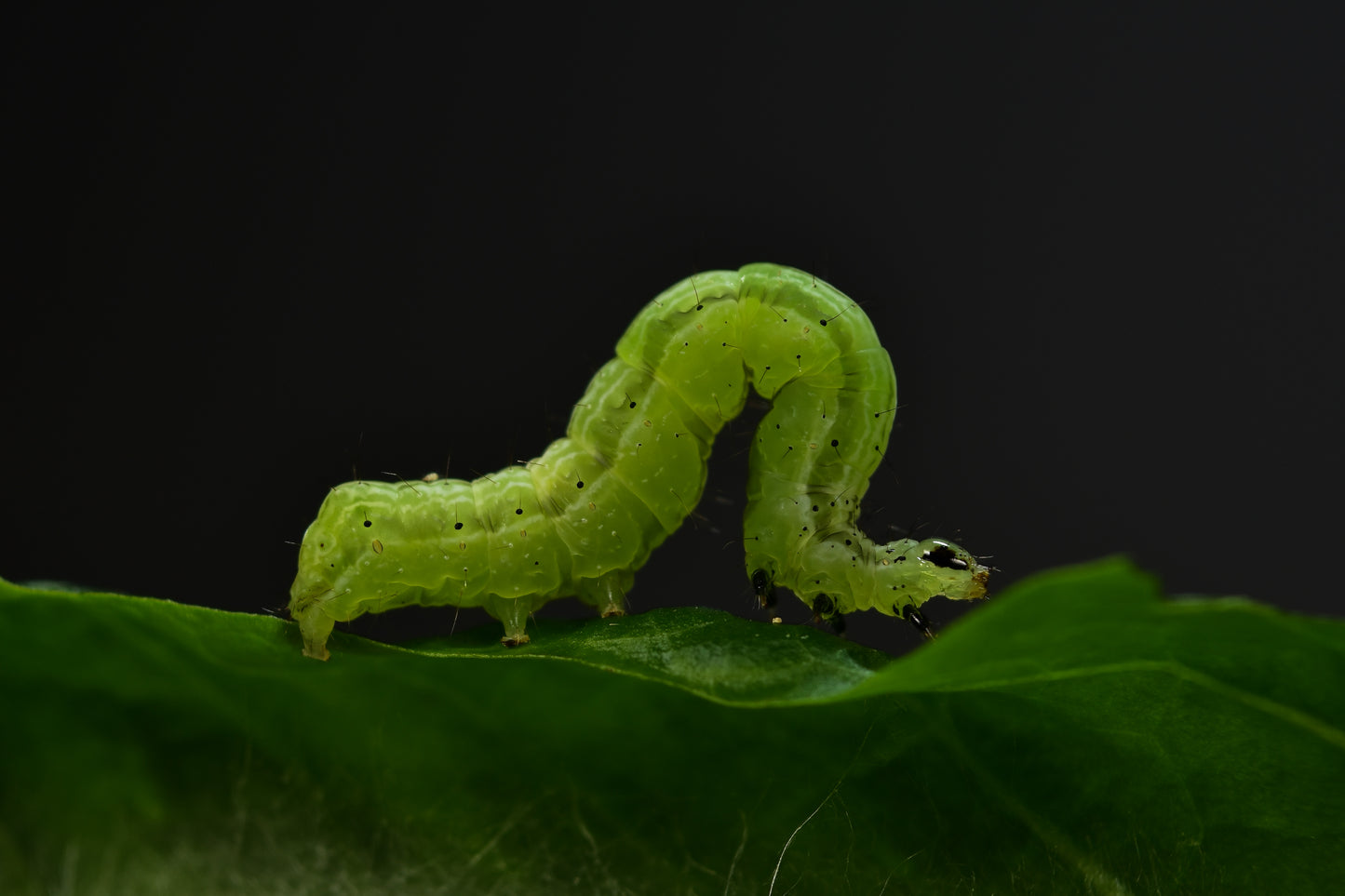 TOMATO LOOPER caterpillar L2/L3 - 250