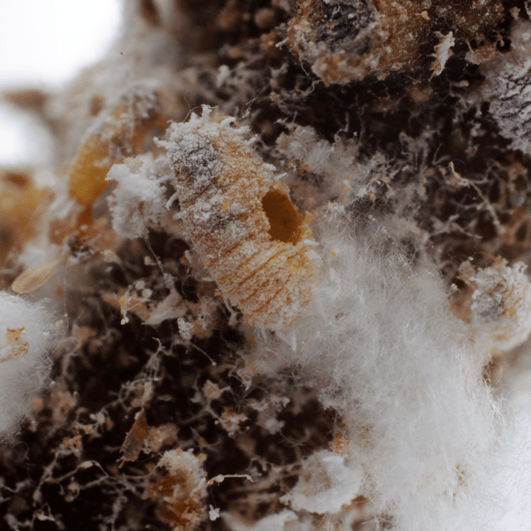 ACEROPHAGUS MACULIPENNIS - 25