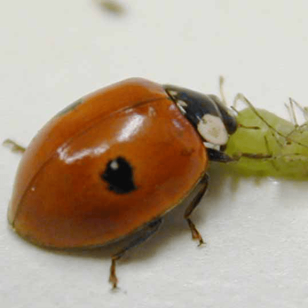 adalia-lieveheersbeestjes-25