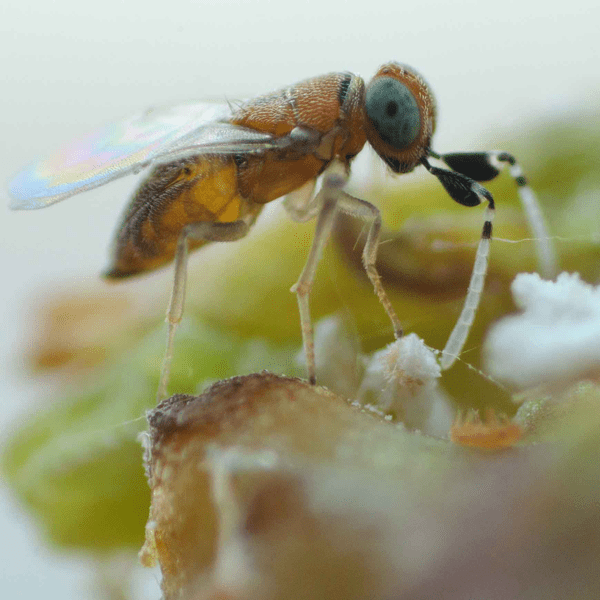 ANAGYRUS PSEUDOCOCCI - 100