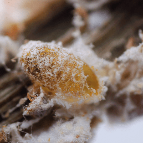 ANAGYRUS PSEUDOCOCCI - 100