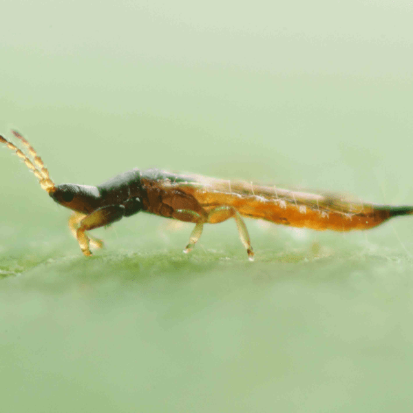 KARNYOTHRIPS MELALEUCUS - 5000