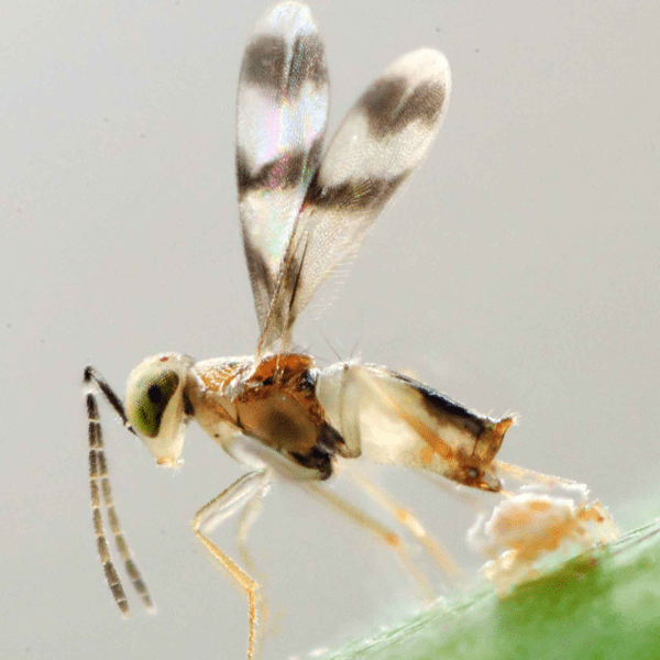 LEPTOMASTIDEA ABNORMIS - 100