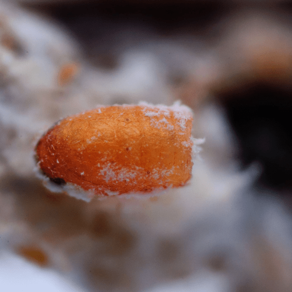 LEPTOMASTIDEA ABNORMIS - 100