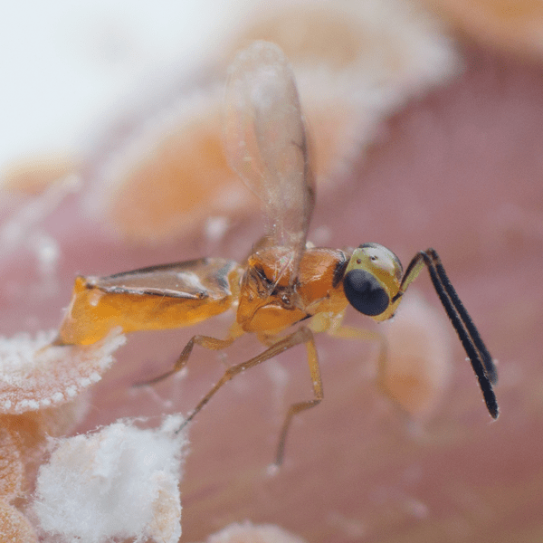 LEPTOMASTIX DACTYLOPII - 100