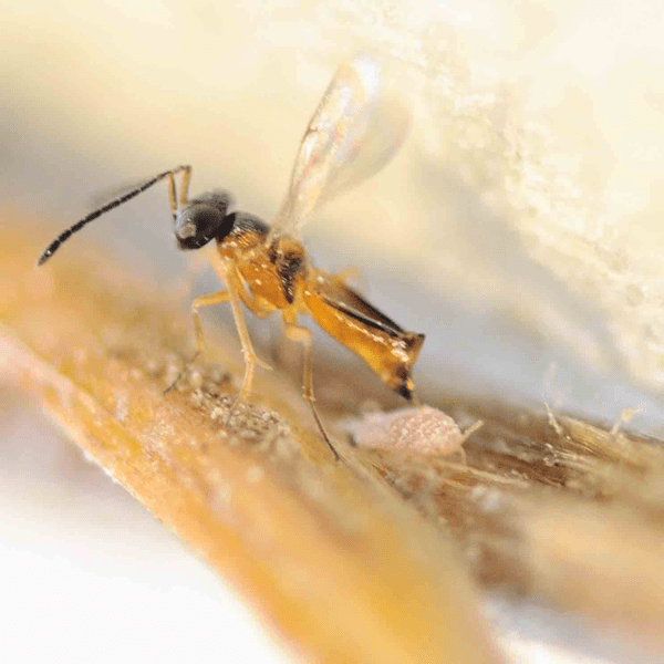 LEPTOMASTIX EPONA - 25