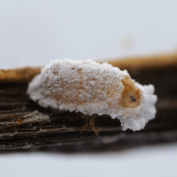 LEPTOMASTIX EPONA - 25