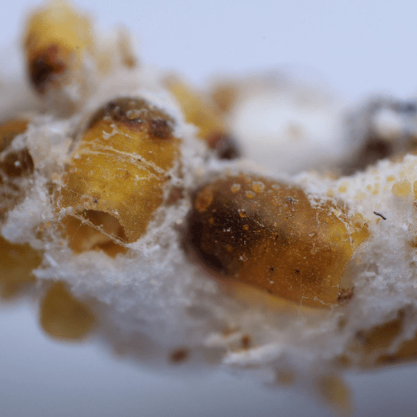 LEPTOMASTIX DACTYLOPII - 25