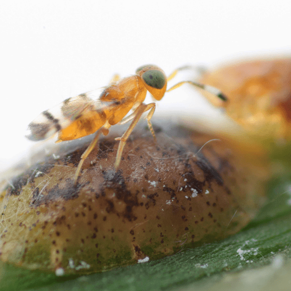 MICROTERYS NIETNERI - 100