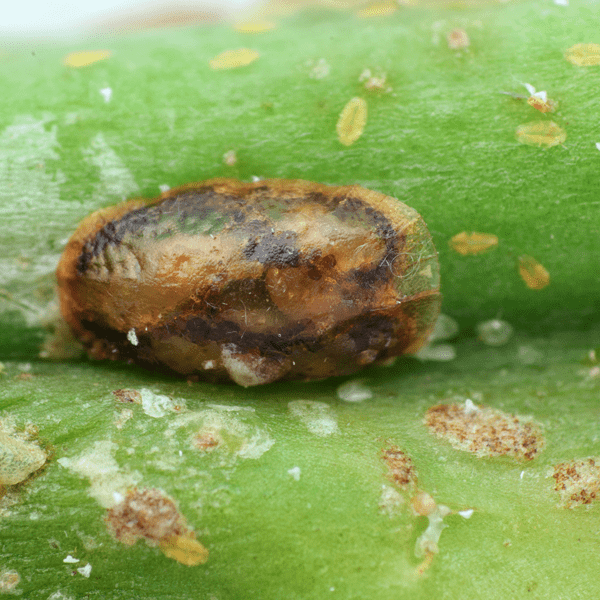 MICROTERYS NIETNERI - 100