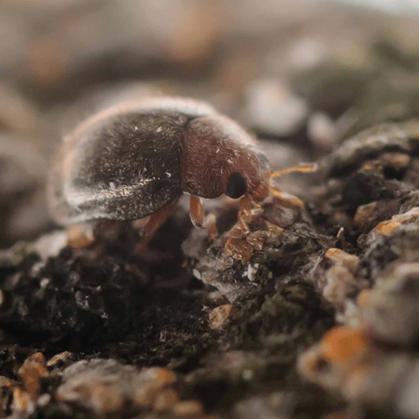 RHYZOBIUS LOPHANTHAE - 25