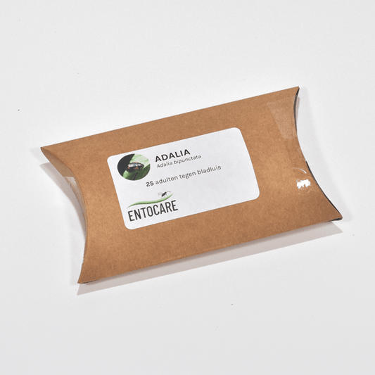 adalia-lieveheersbeestjes-25