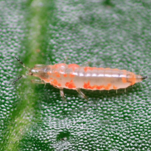 KARNYOTHRIPS MELALEUCUS - 5000
