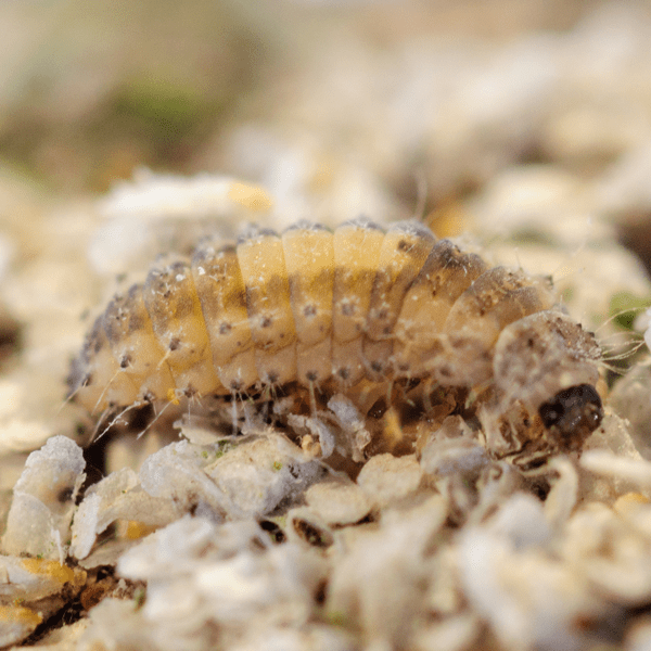 RHYZOBIUS LOPHANTHAE - 25