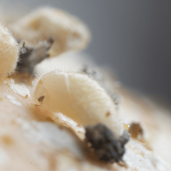 RHYZOBIUS LOPHANTHAE - 25