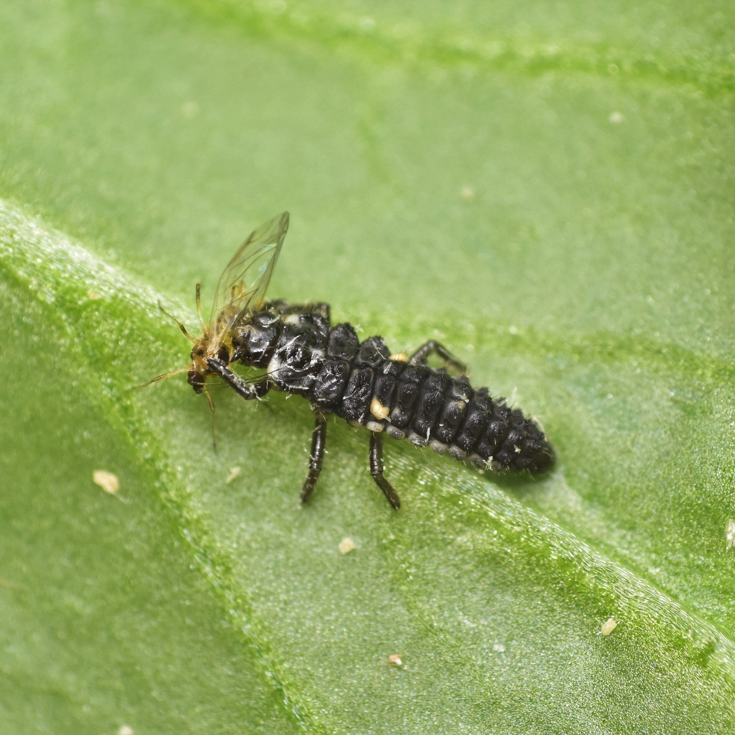 ADALIA larvae - 100