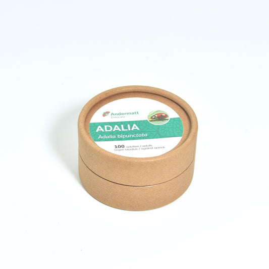 ADALIA ladybirds - 100