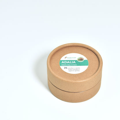 adalia-lieveheersbeestjes-25