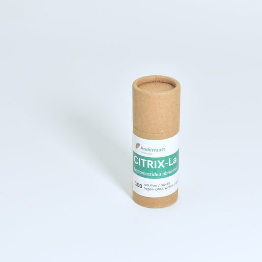 LEPTOMASTIDEA ABNORMIS - 100