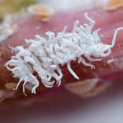CRYPTOLAEMUS MONTROUZIERI larvae - 25
