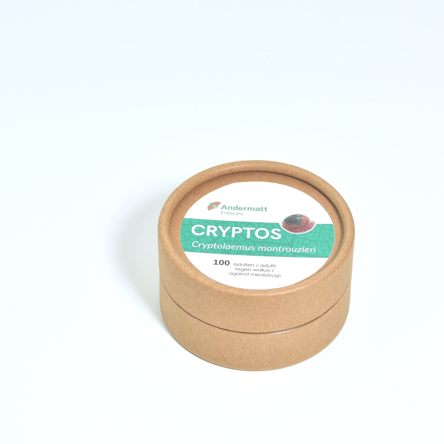 CRYPTOLAEMUS MONTROUZIERI adults - 100