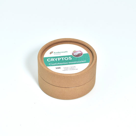 CRYPTOLAEMUS MONTROUZIERI larvae - 100