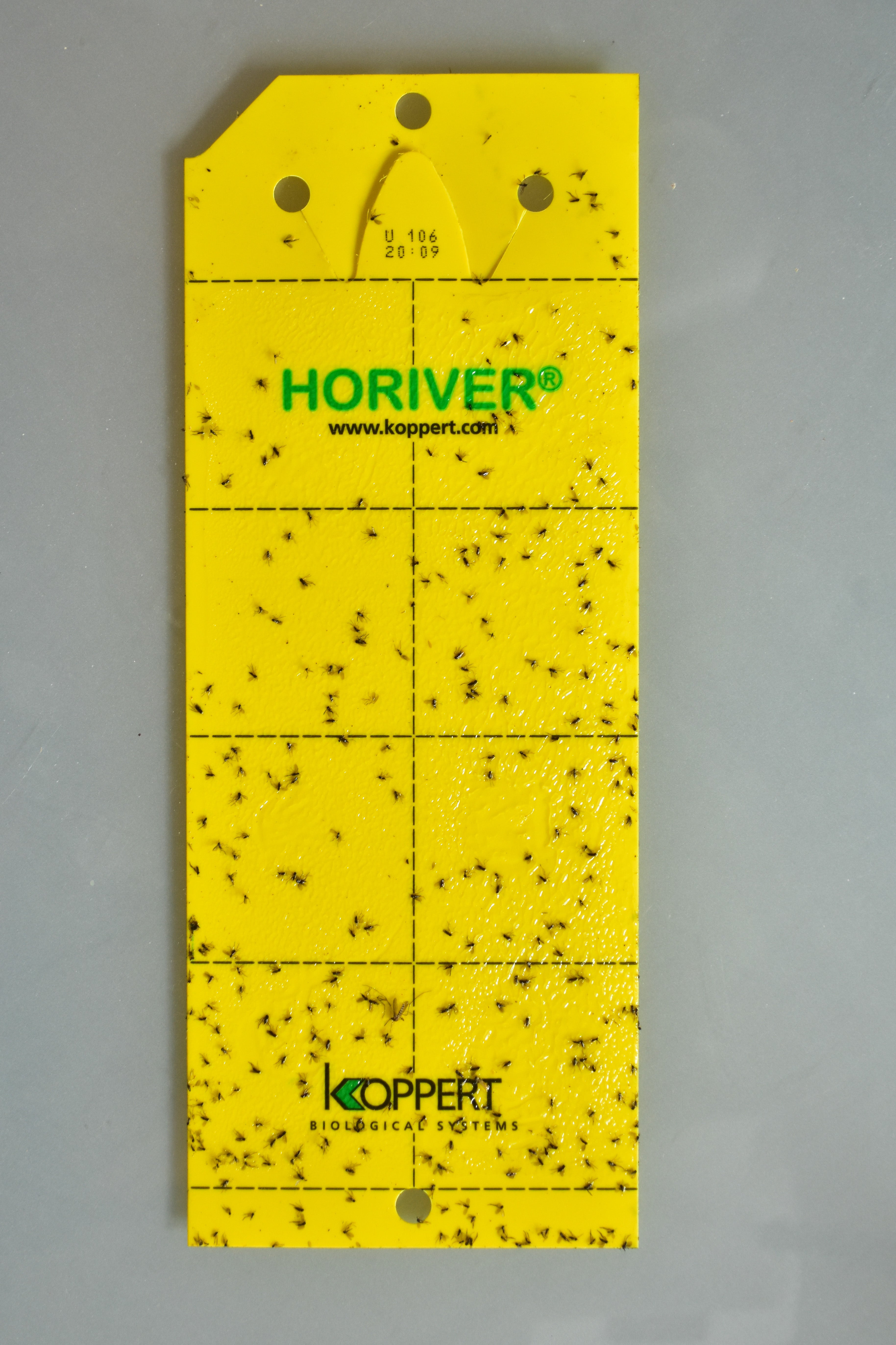 HORIVER yellow sticky traps - 10 x small