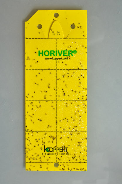 HORIVER yellow sticky traps - 10 x small
